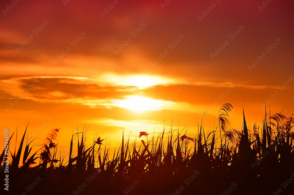 crimson red sunset. reeds and birds in the reeds, floating above the reeds, flying, hang.
