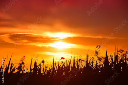 crimson red sunset. reeds and birds in the reeds, floating above the reeds, flying, hang. 