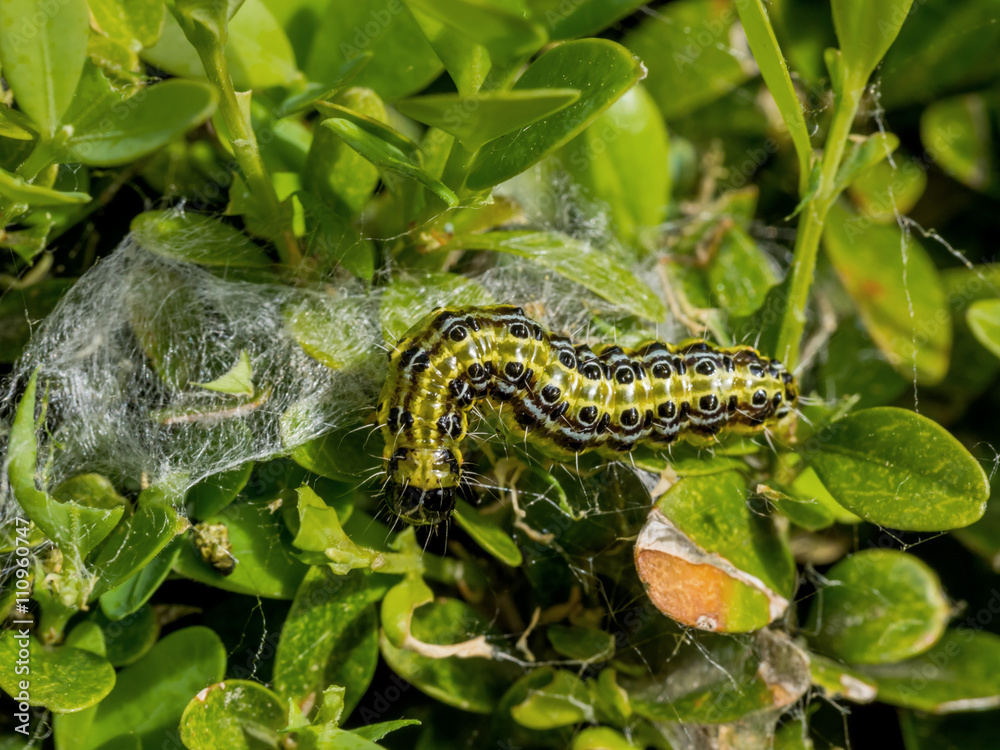 Naklejka premium Buchsbaumzünsler Raupe im Garten ist großer Schädling,