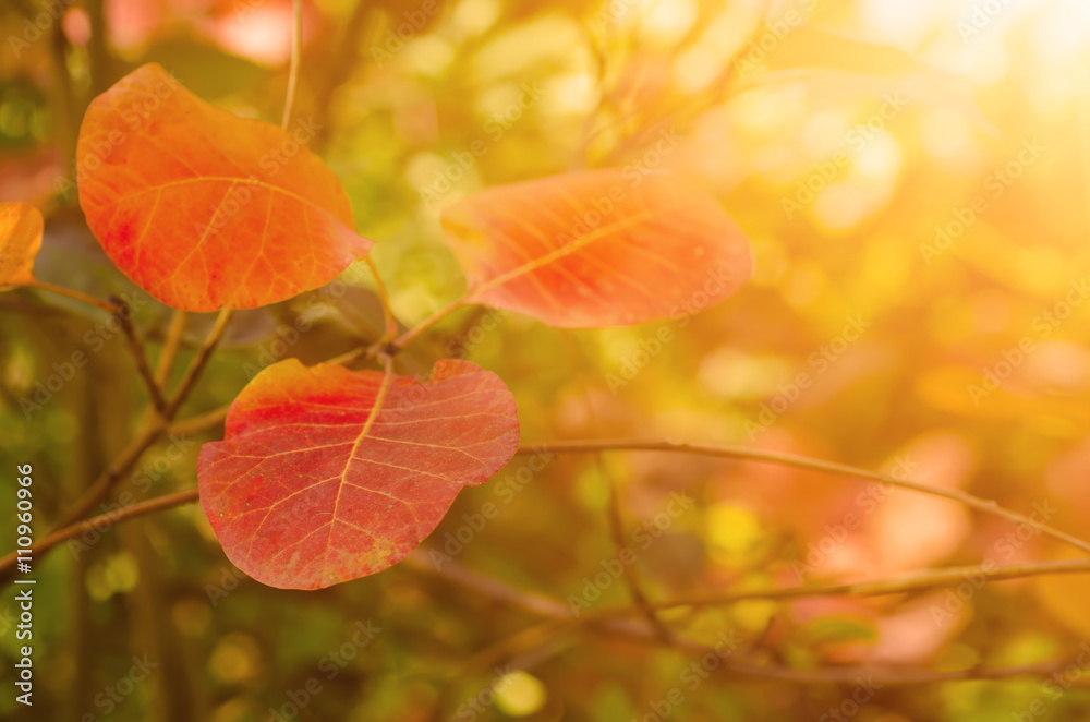Autumn red tree branch with leaves, natural fall vivid sunny background Autumn red tree branch with leaves, natural fall vivid sunny background