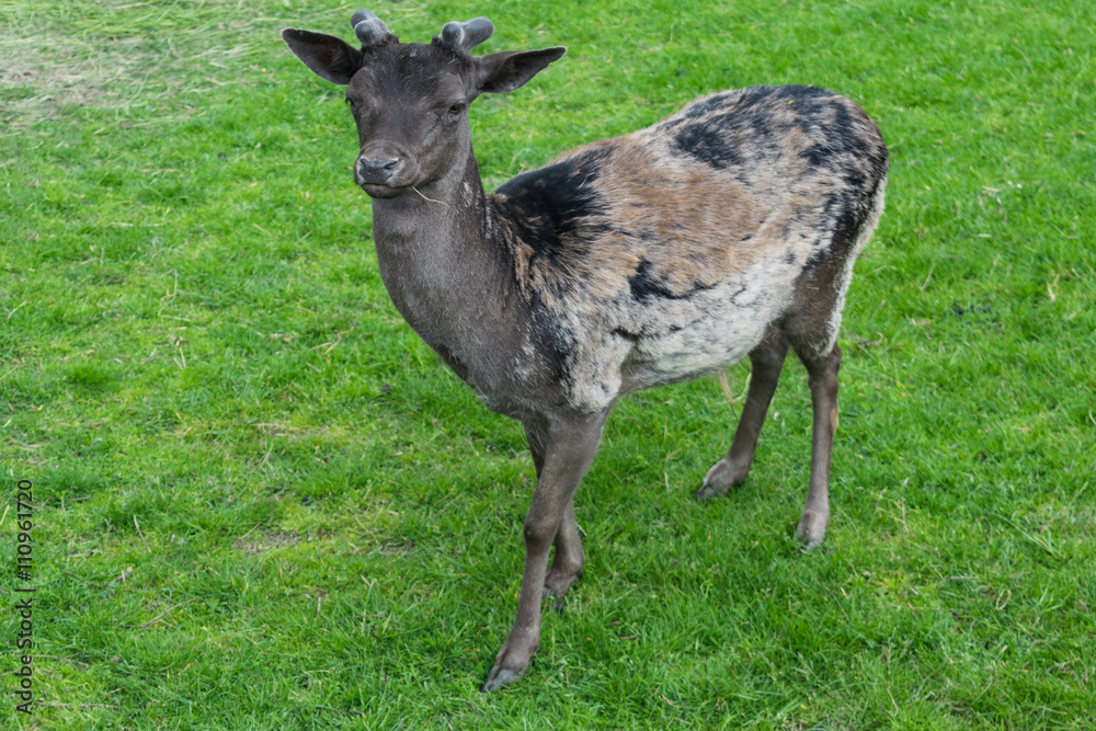 Dark stained deer mouflon green grass meadow profile looking young