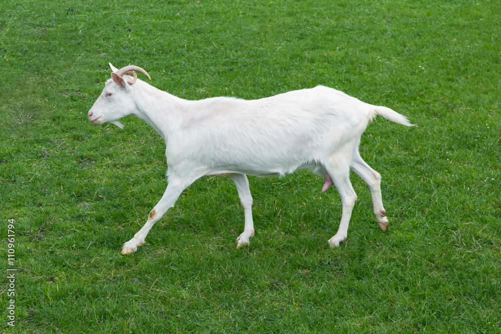 Goat white baby jumping side view green grass meadow goatling Goat white baby jumping side view green grass meadow goatling