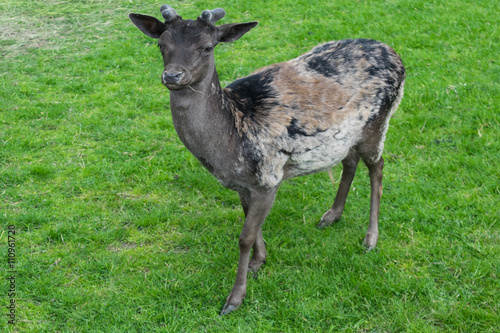Dark stained deer mouflon green grass meadow profile looking young
