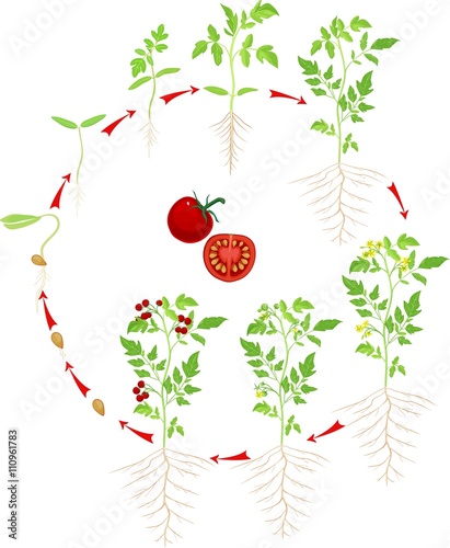 Cherry tomato growing stage