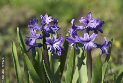 Blue flower in the garden.