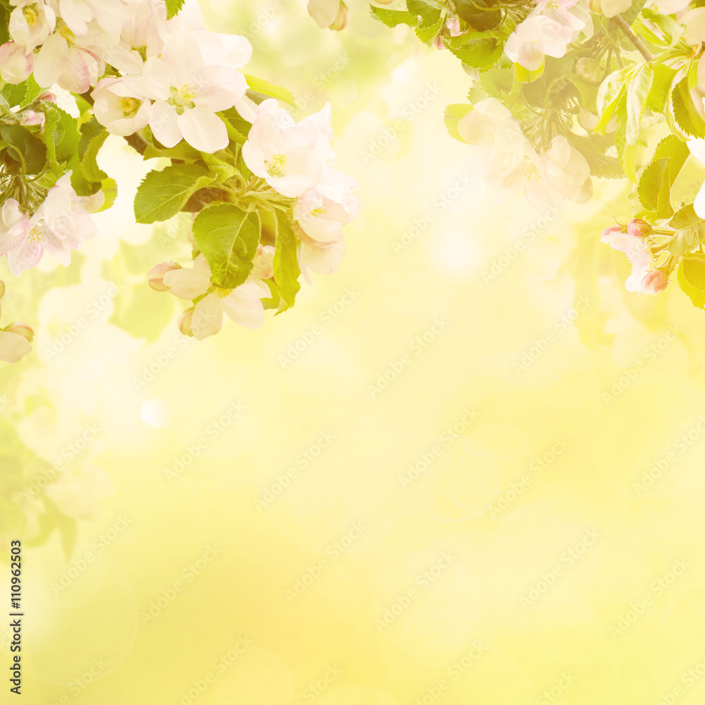 Fresh spring branches of apple tree with flowers, natural floral seasonal easter background. Suitable for greeting cards and invintation. Fresh spring branches of apple tree with flowers, natural floral seasonal easter background. Suitable for greeting cards and invintation.