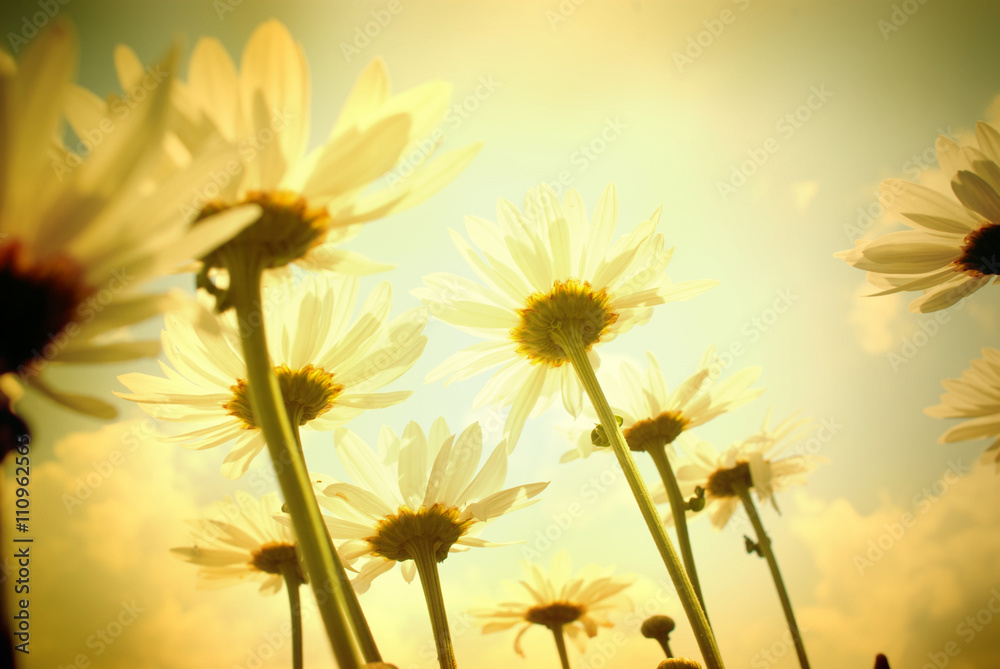 field  white daisies