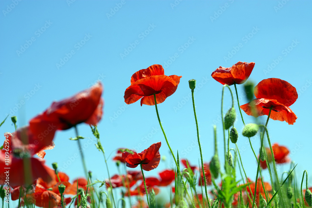 Fototapeta red poppy flowers