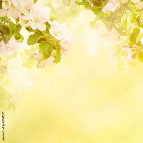 Fresh spring branches of apple tree with flowers  natural floral seasonal easter background. Suitable for greeting cards and invintation.