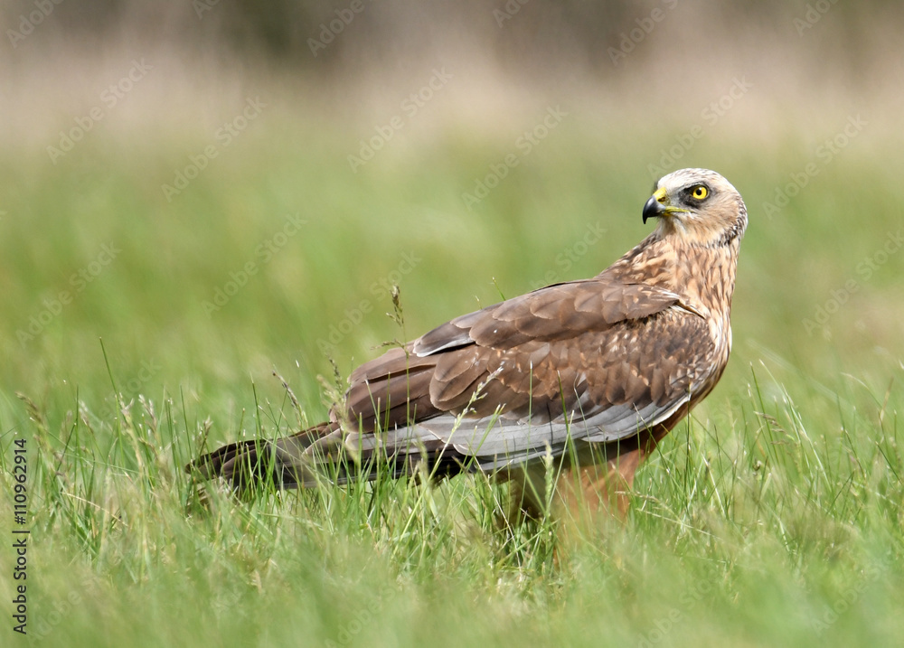 Fototapeta premium Marsh harrier (Circus aeruginosus) in spring scenery
