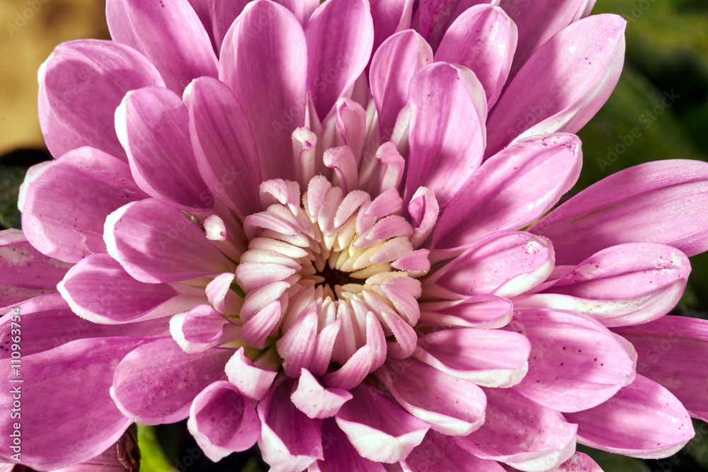 Chrysanthemum - autumn flower decorative. Chrysanthemum - autumn flower decorative.