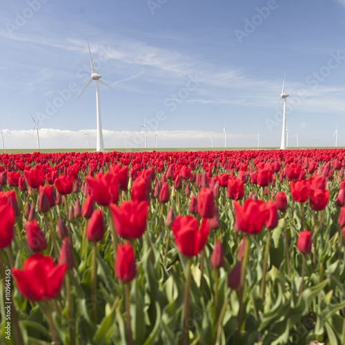wind turbines against blue sky and red tulip field in holland