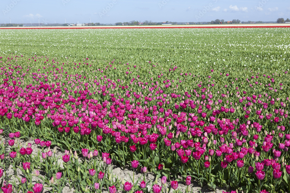 red or pink tulips in dutch flower field in noordoostpolder with