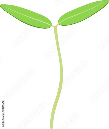 sprout