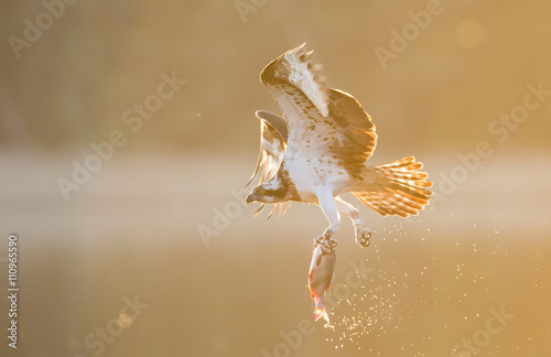 Osprey (Pandion haliaetus) © Piotr Krzeslak