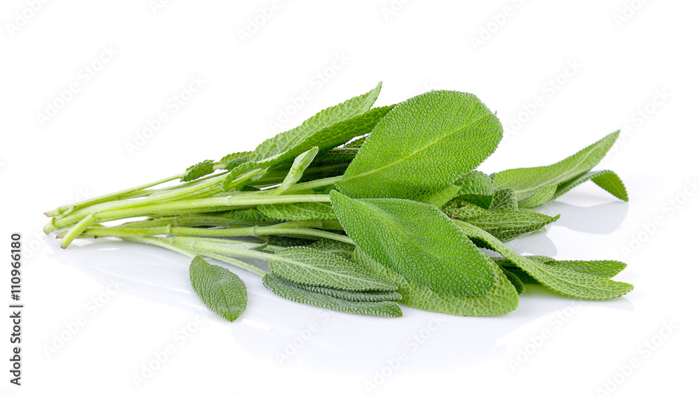 Fototapeta premium Sage plant on a white background