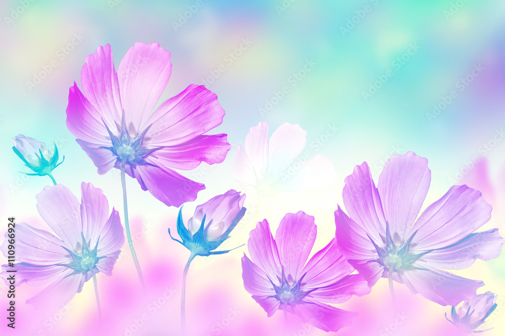 cosmos flowers. Beautiful flowers cosmos. Summer landscape. cosmos flowers. Beautiful flowers cosmos. Summer landscape.