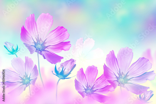 cosmos flowers. Beautiful flowers cosmos. Summer landscape.