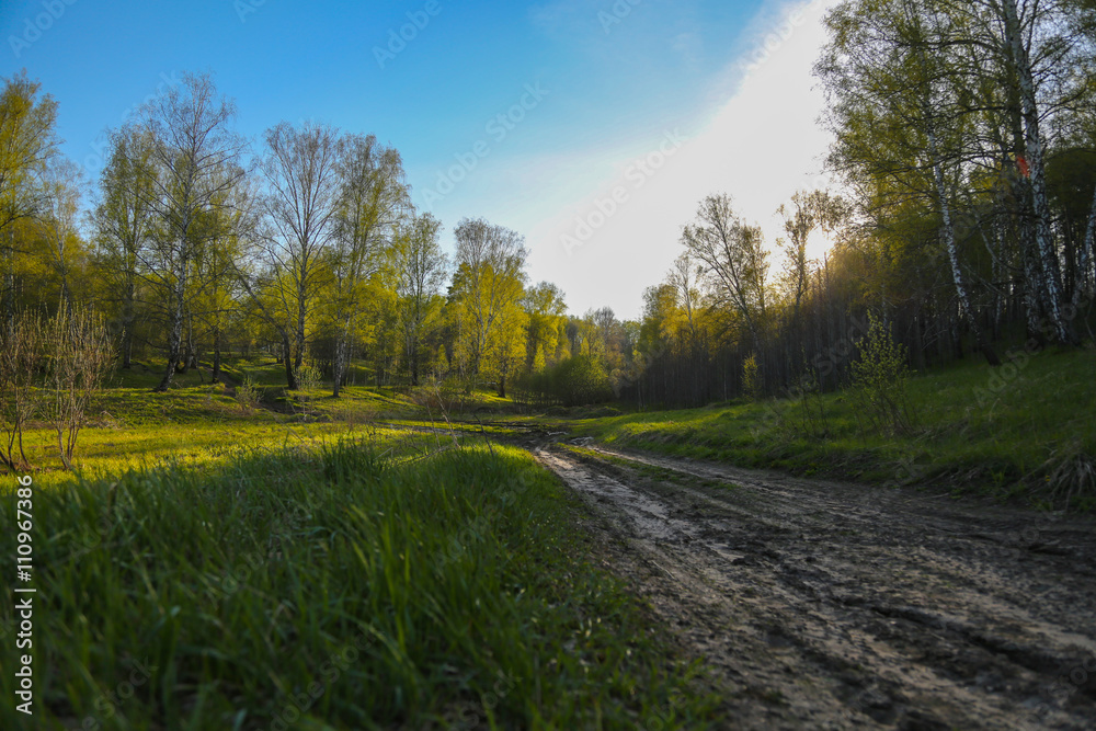 unset in the forest