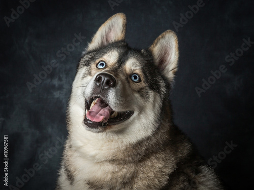 Siberian Husky With Blue Eyes