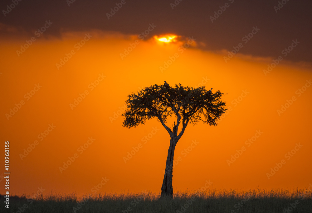 Sunset in the Maasai Mara National Park. Africa. Kenya