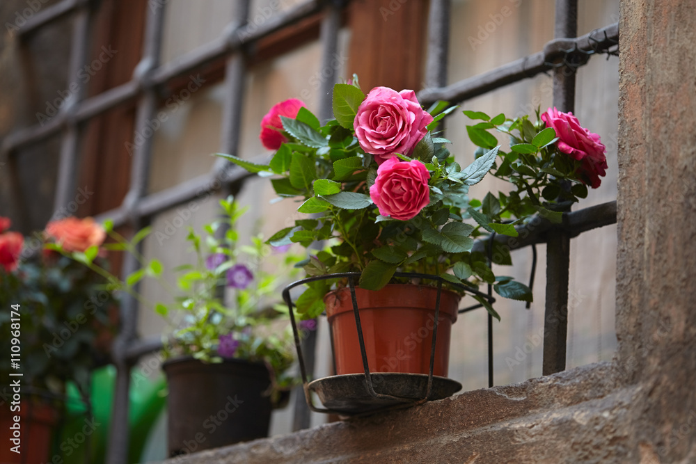 Naklejka premium roses in the pot