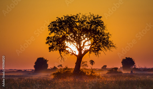 Tree at Sunset in Botswana. Okavango Delta. Africa