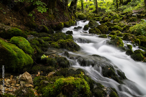 stream in the forest