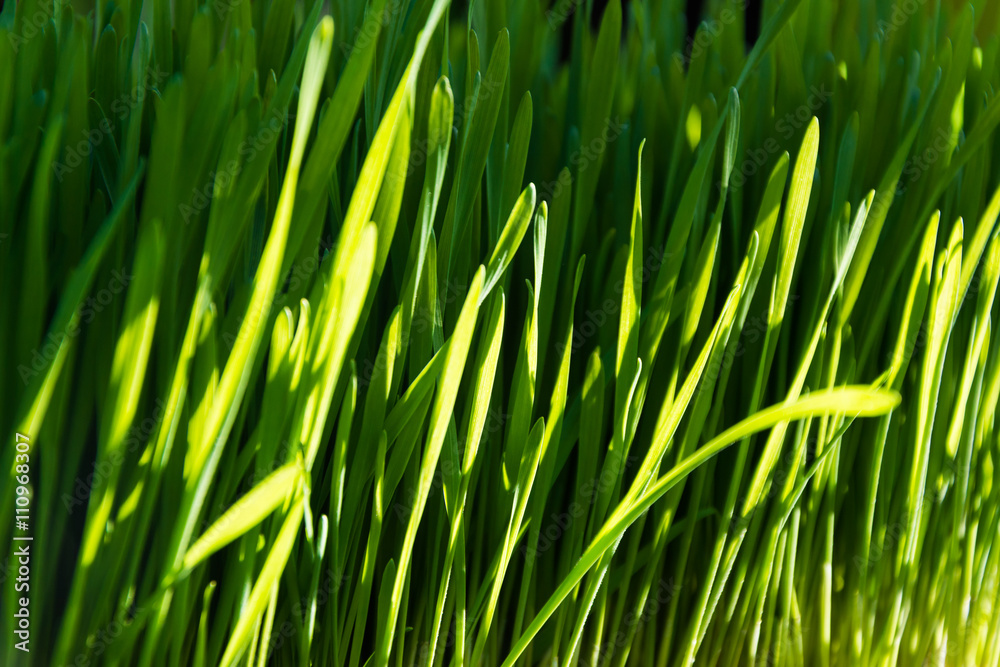 Fototapeta premium Fresh and healthy wheat grass 