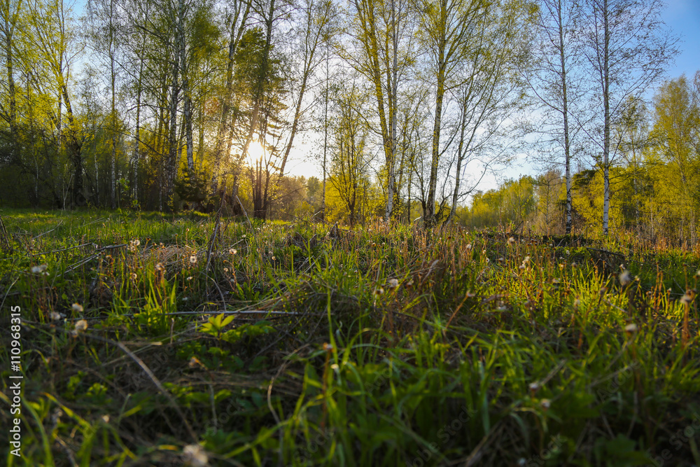 unset in the forest unset in the forest
