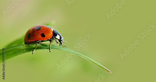 Insect ladybird on a green leaf of grass.