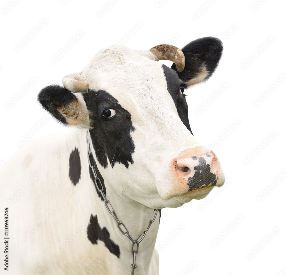 Funny cute talking cow isolated on white/ Funny cute talking cow isolated on white Funny cute talking cow isolated on white/ Funny cute talking cow isolated on white