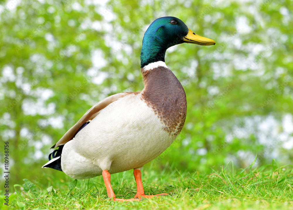 Wild duck or mallard on green grass. Wildlife photo. Wild duck or mallard on green grass. Wildlife photo.