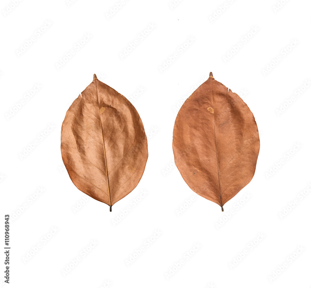 autumn dry leaves texture isolated on white background. autumn dry leaves texture isolated on white background.