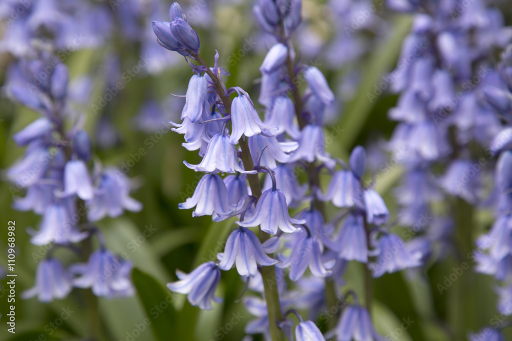 Bluebells in English Park