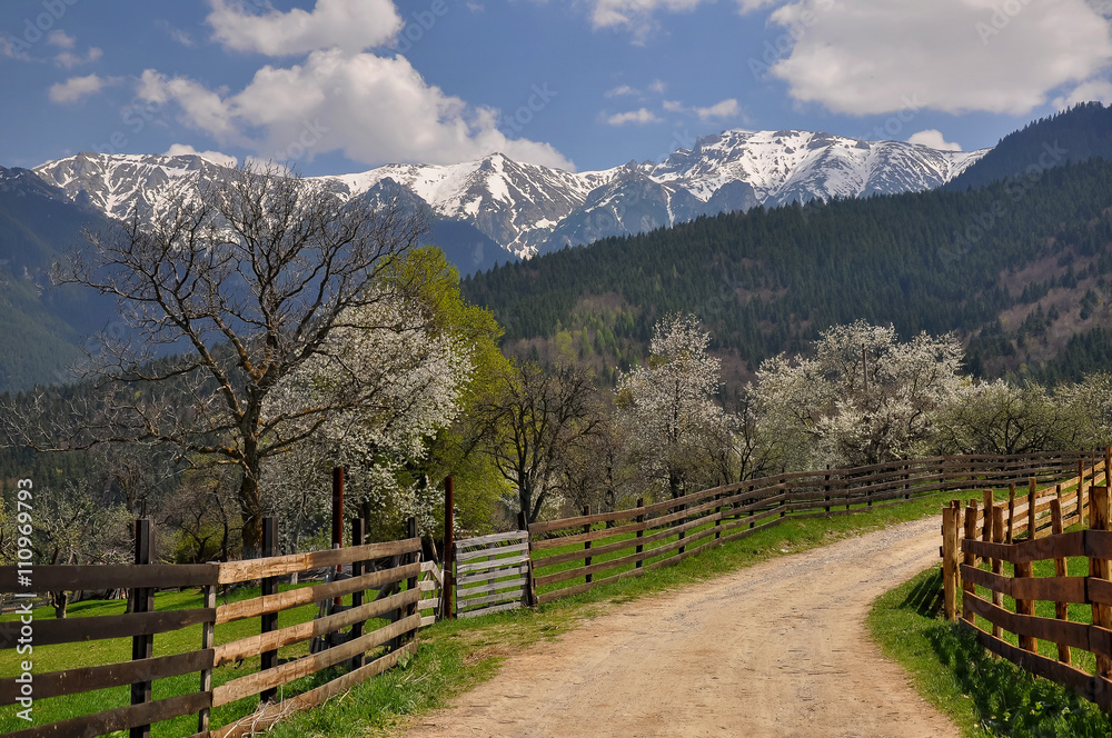 Beautiful spring landscape with blooming trees and snow covered mountain peaks, in the transylvanian hills, Romania