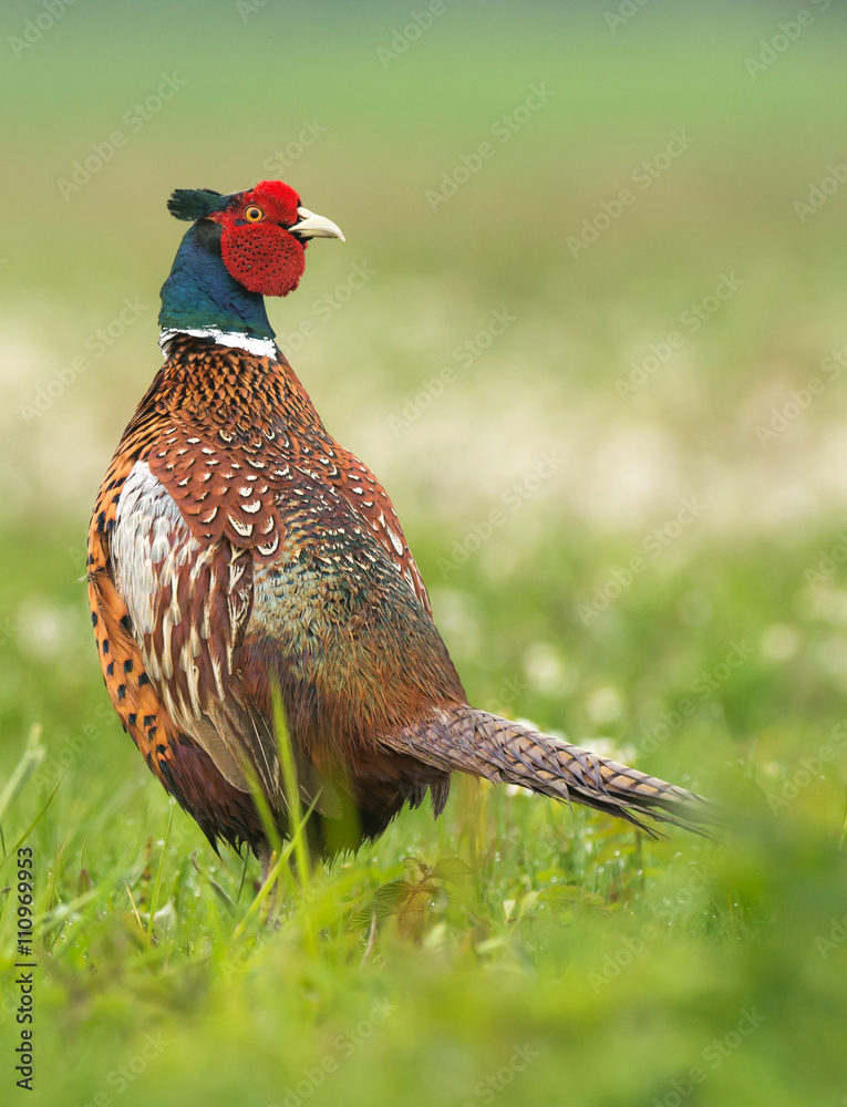 Fototapeta premium Ringneck Pheasant (Phasianus colchicus)
