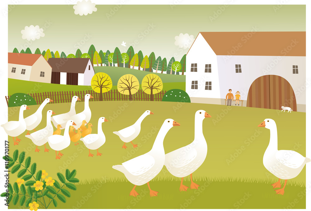 Fotografi Goose farm