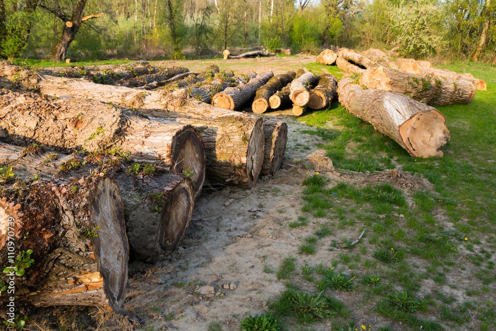 Felled trees on the ground during deforestation. Environment, nature and deforestation forest Felled trees on the ground during deforestation. Environment, nature and deforestation forest
