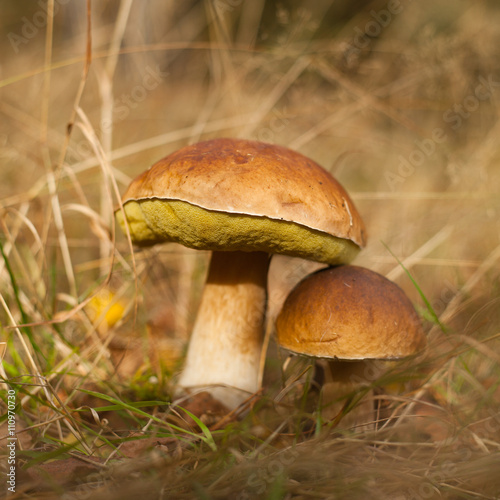 boletus - edible wild mushroom