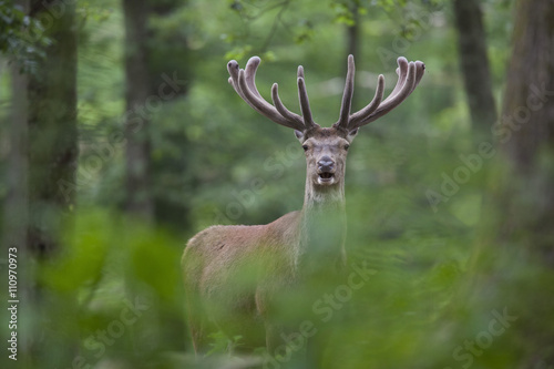 cerf cervid   gibier chasse mammif  re nature sauvage for  t boi