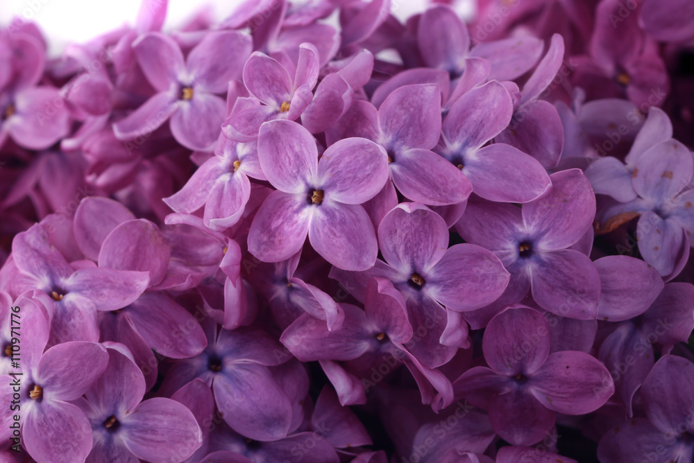 lilac