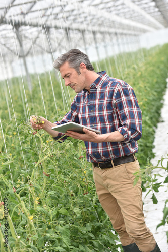 Farmer in greenhouse checking tomato plants