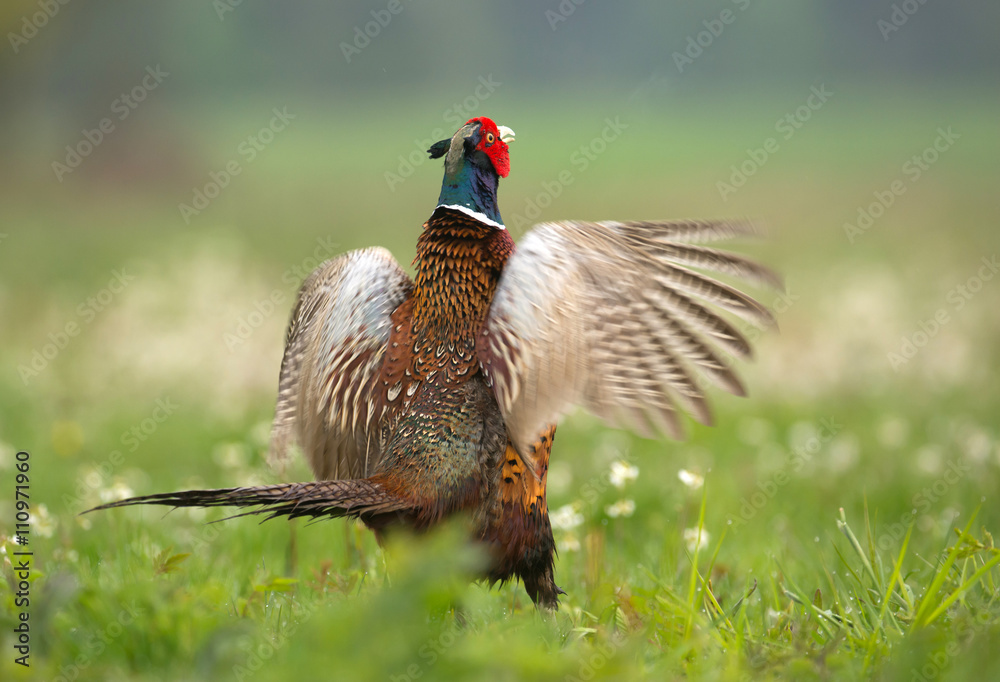 Fototapeta premium Ringneck Pheasant (Phasianus colchicus)