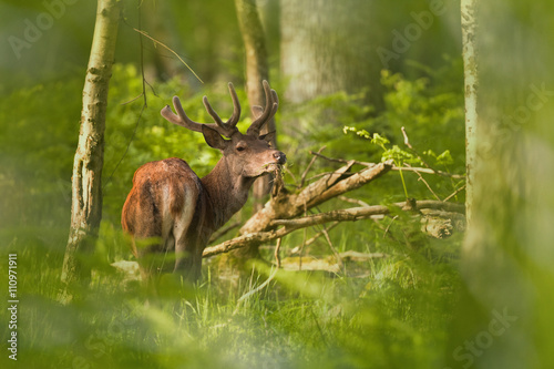 Foto cerf cervidé mammifère gibier chasse forêt bois affût observ