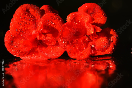 Fototapeta Naklejka Na Ścianę i Meble -  Two geranium flower close-up, all covered with water droplets, sparkling  in the world on a black background. Reflection on the surface of red flowers with water drops. Art photo black and red, 
