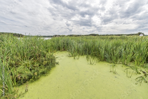 Swamp water with green reed