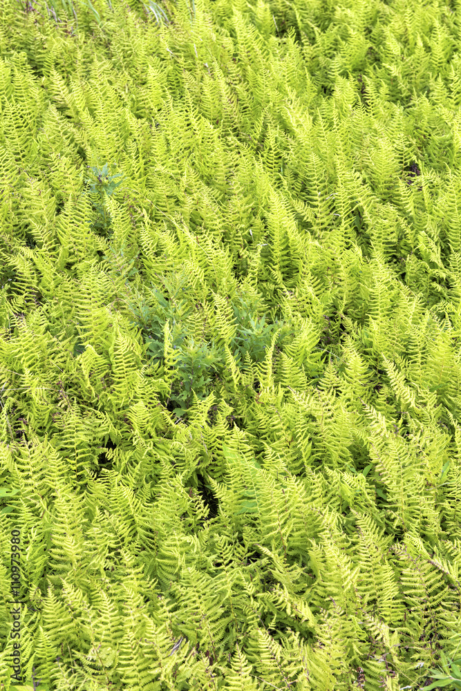 Fern background