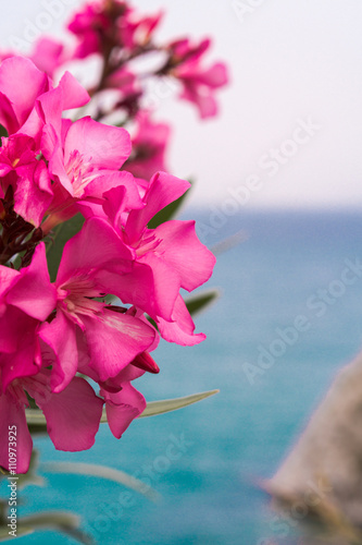 red flowers, sea, sky, island, Greece, Athens, waterfront, great view.