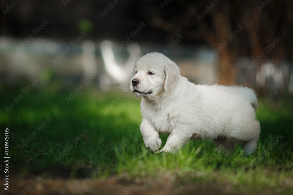 Little puppy Golden retriever